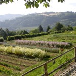 immagine di: Terre di Faenza