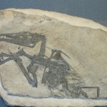 Eudimorphodon