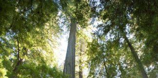 SENTIRSI MINUSCOLI AL SEQUOIA NATIONAL PARK