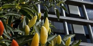 GIARDINI DIETRO LE SBARRE, SOGNO DI LIBERTÀ