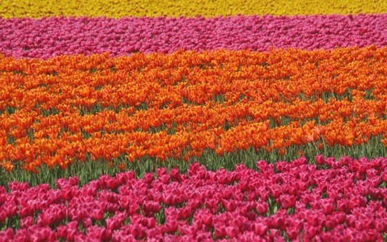 ente del turismo olandese Holland.com tulipani.jpg_560x350