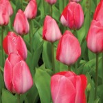 tulipani Holland.com ente del turismo  olandese