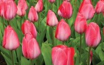 tulipani Holland.com ente del turismo  olandese