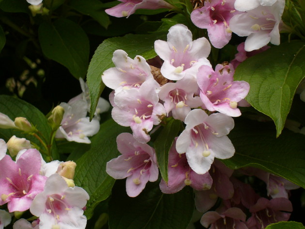 primavera di Federica Scalfaro