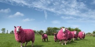 IN IRLANDA TUTTI PAZZI PER IL “GIRO D’ITALIA”