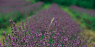 FESTIVAL DELLE ERBE AROMATICHE E OFFICINALI SUI COLLI TOSCO-ROMAGNOLI