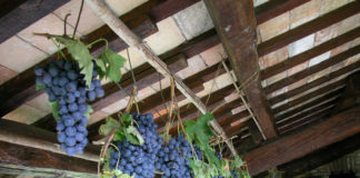 ONORE AL VINO NELLE TERRE DI FAENZA