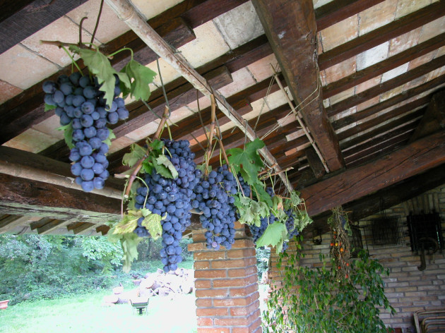 Copy Archivio Terre di Faenza Grappoli appesi Sangiovese