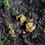 004_tartufo