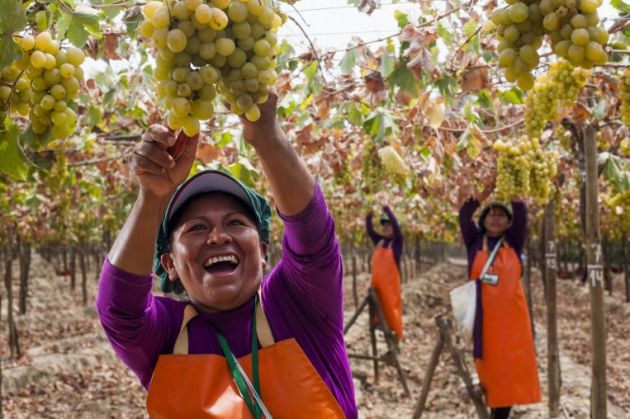 perù vendemmia