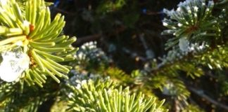 IL DOTTORE PARTIGIANO