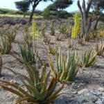 aloe