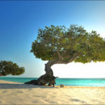 divi_trees