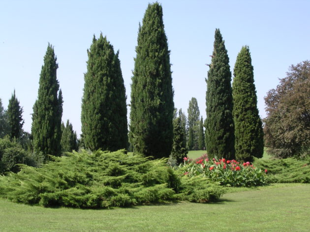 Cipressi_Parco_Sigurtà