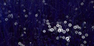GIORNATA MONDIALE DELLA POESIA
