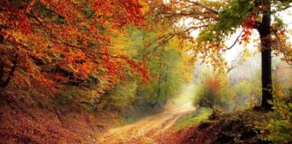 IL “BAGNO NELLA FORESTA”, NUOVE PRATICHE NATURO-TURISTICHE