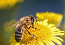 CARI INSETTI, SENZA DI VOI IL BUIO