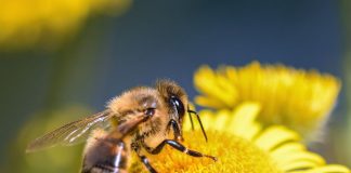 CARI INSETTI, SENZA DI VOI IL BUIO