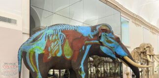 RIAPRE IL MUSEO DI SCIENZE NATURALI DI TORINO