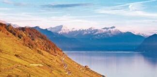 I VIGNETI A TERRAZZA DEL LAVAUX