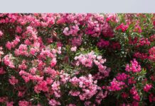 OLEANDRI IN AUTOSTRADA: BELLEZZA STRATEGICA TRA SICUREZZA E SOSTENIBILITÀ