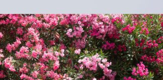 OLEANDRI IN AUTOSTRADA: BELLEZZA STRATEGICA TRA SICUREZZA E SOSTENIBILITÀ