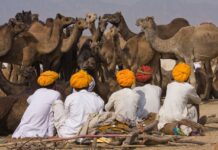 IL PUSHKAR CAMEL FAIR IN INDIA