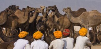 IL PUSHKAR CAMEL FAIR IN INDIA