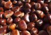 NASCE IL PRESIDIO SLOW FOOD DELLA CASTANICOLTURA TRADIZIONALE