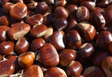 NASCE IL PRESIDIO SLOW FOOD DELLA CASTANICOLTURA TRADIZIONALE
