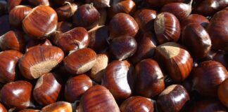 NASCE IL PRESIDIO SLOW FOOD DELLA CASTANICOLTURA TRADIZIONALE