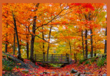 TRE ITINERARI PER SCOPRIRE IL FOLIAGE IN TRENTINO