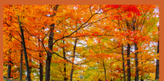 TRE ITINERARI PER SCOPRIRE IL FOLIAGE IN TRENTINO